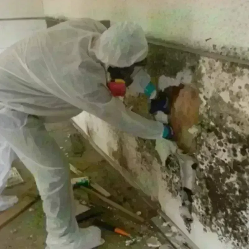 Mold Remediation and Removal in East Windsor, CT